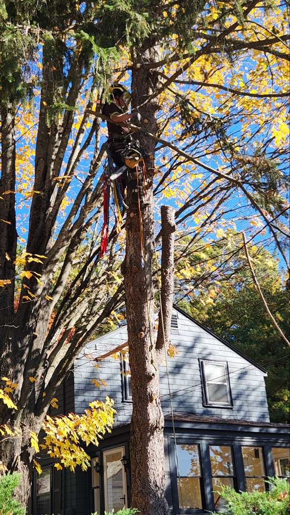 Arborist climbing and removing tall tree beside a house safely