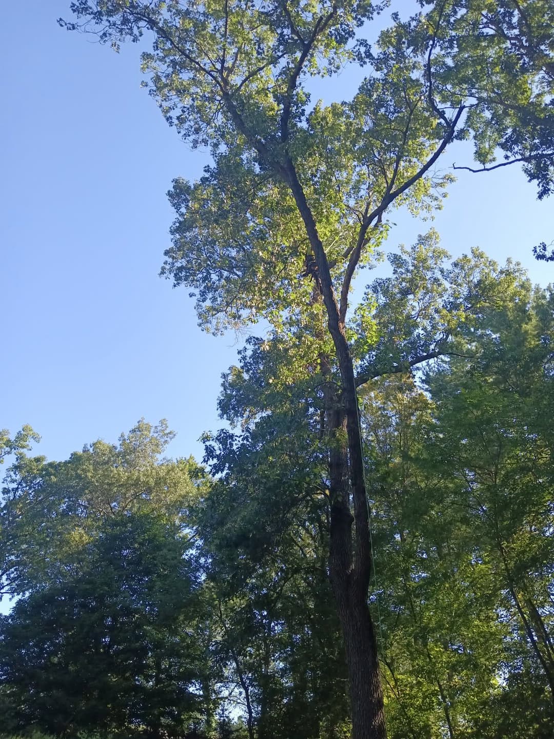 Tall mature tree standing in residential yard before trimming