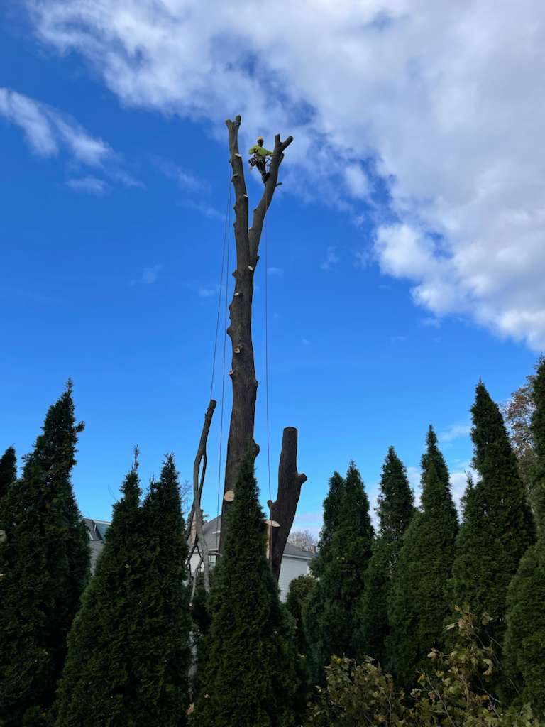 Tree removal service in progress by experienced arborists