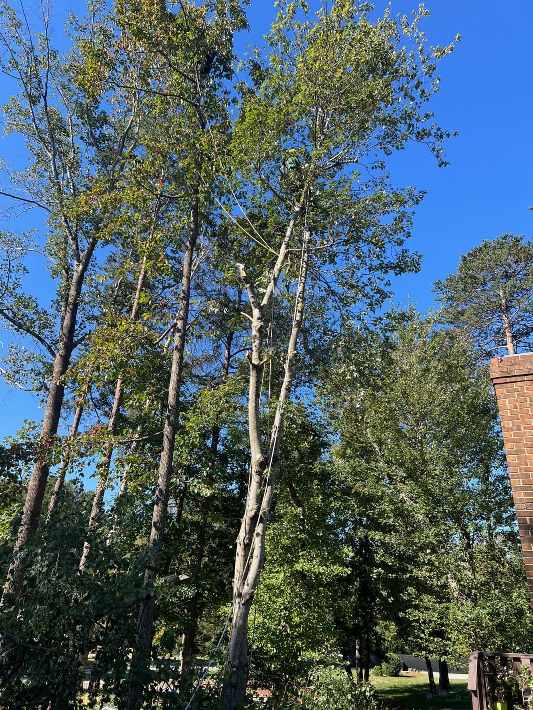 picture of an arborist cutting down a tree