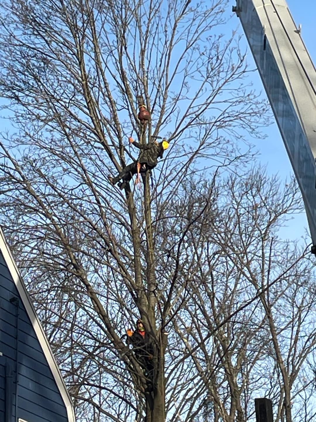 picture of an arborist in a tree doing tree care work