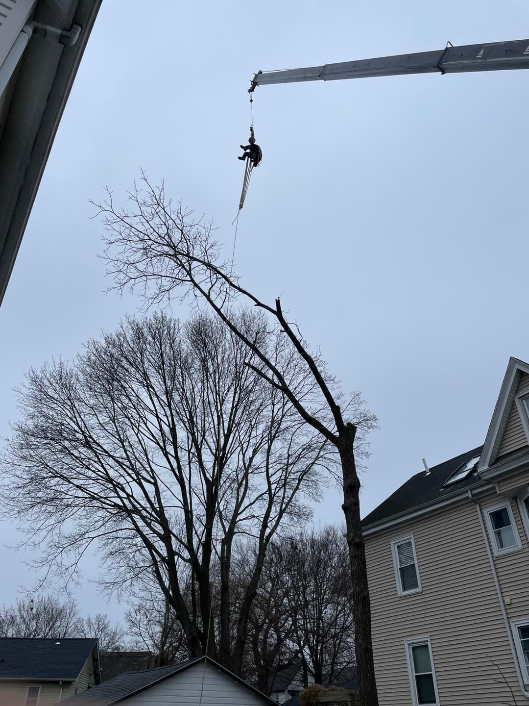 picture of man in a aerial lift cutting down a tall tree