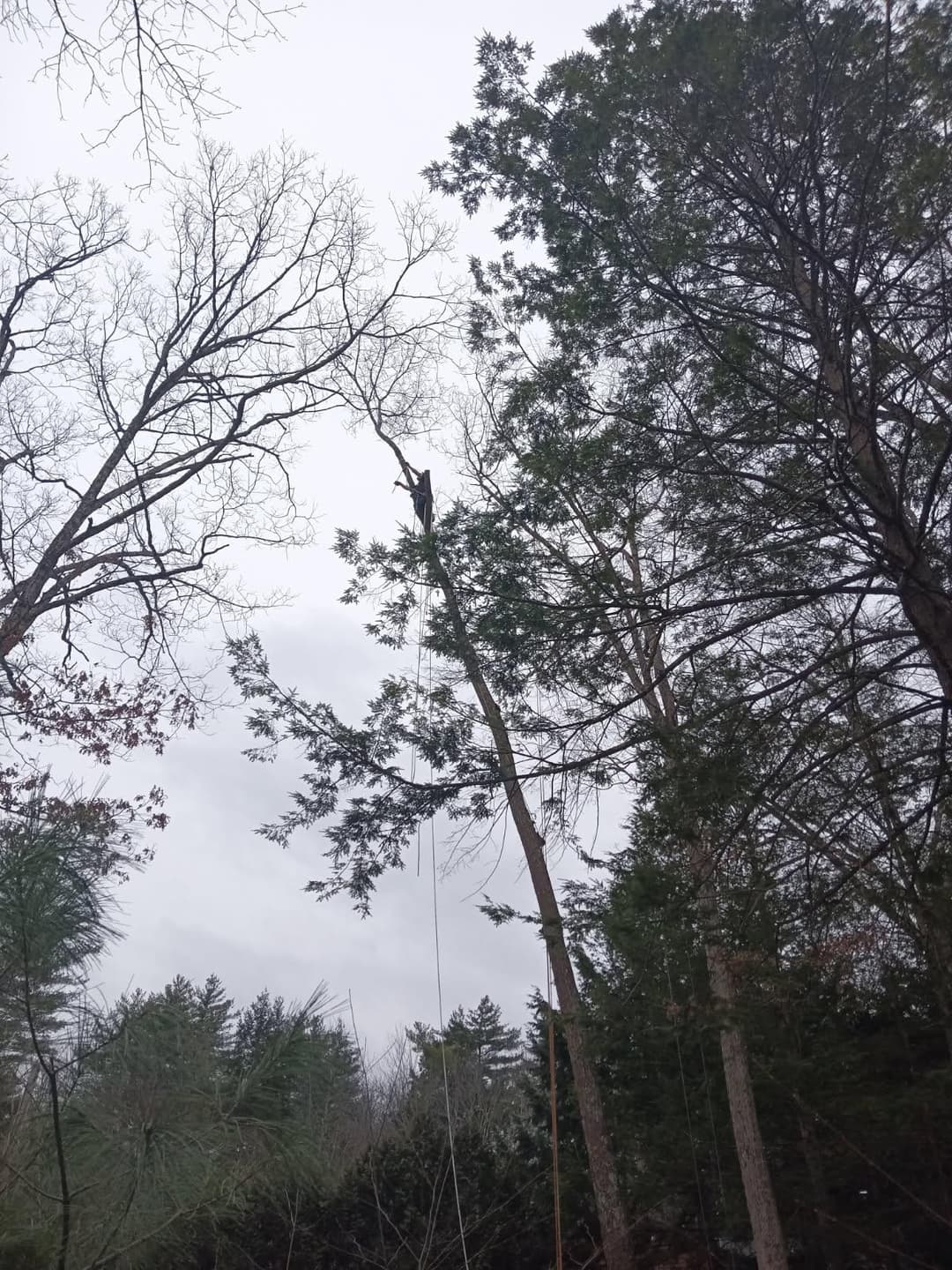 picture of nman in a tall tree cutting it down