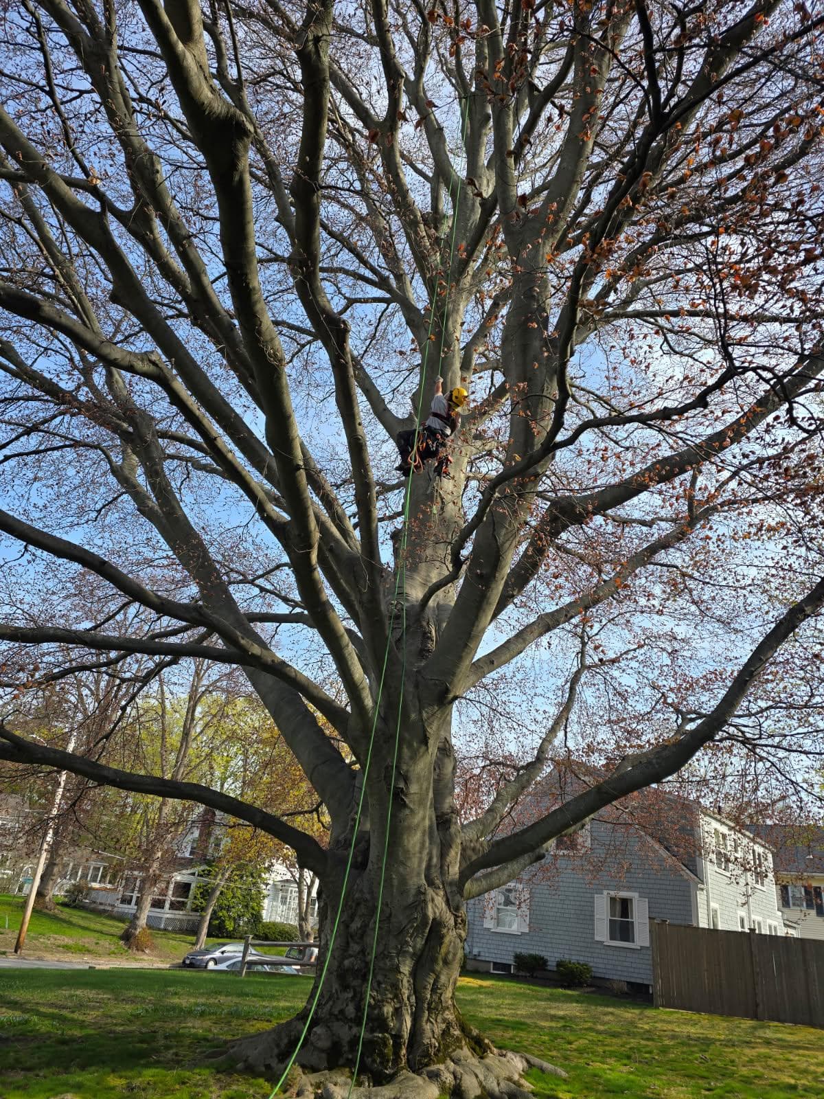 Picture of an arborist cutting a tree down