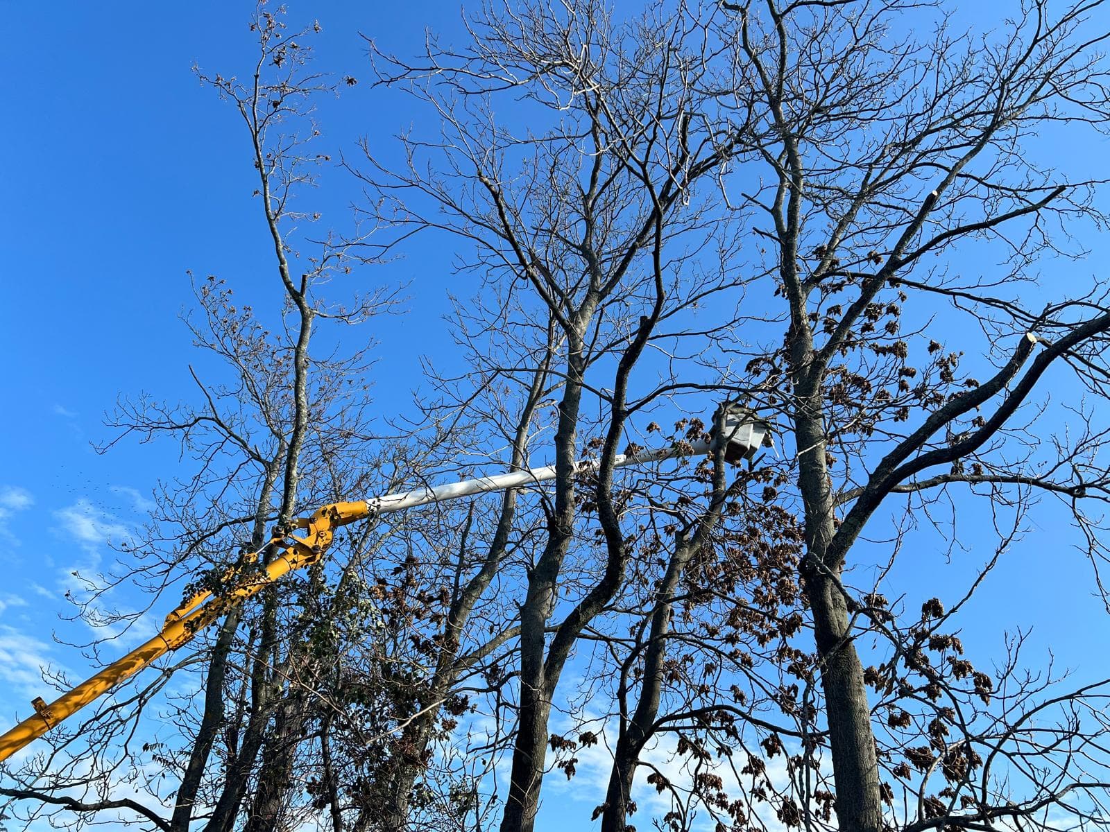 picture of a tree care guy in a cherry picker cutting down tree branches